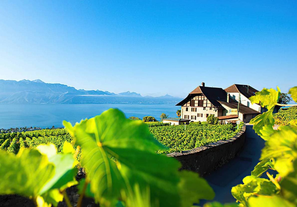 The Baussan wine estate 