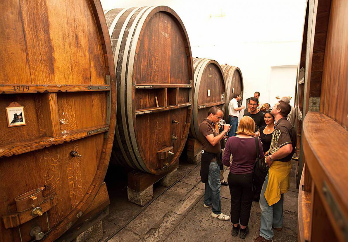 Cellar & Wine shop